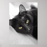 Black Cat Poster