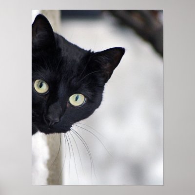 Black Cat print by Madddy