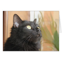 Black Cat Profile, blank note cards