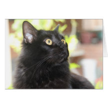 Black Cat Profile, bright eyes, blank note cards