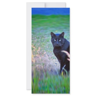 Black Cat by paulnsheryl