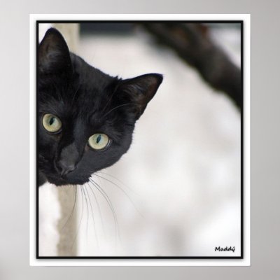 Black Cat - with border Posters by Madddy