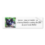 Black cat with striking green eyes bumper stickers