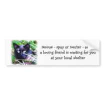 Black cat with striking green eyes bumper stickers