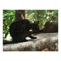 Black Cat Yoga