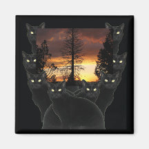 Black Cats and Sunset Magnets