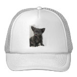 Black Chihuahua  Baseball Hat
