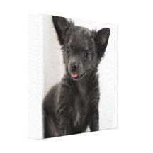 Black Chihuahua  Canvas Print