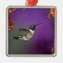 Black-chinned Humingbird, Archilochus alexandri, Christmas Ornament