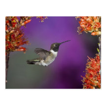 Black-chinned Humingbird, Archilochus alexandri, Post Cards