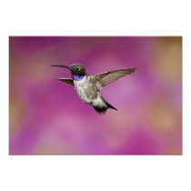 Black-chinned Hummingbird, Archilochus