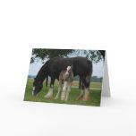 Black Clydesdale and Filly