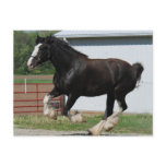 Black Clydesdale