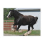 Black Clydesdale