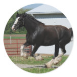 Black Clydesdale Round Stickers