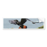 Black Cockatoo in for landing bumper stickers