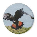 Black Cockatoo in for landing magnets