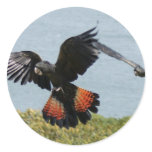 Black Cockatoo in for landing stickers