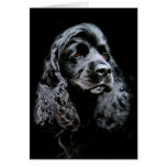 Black Cocker Spaniel Cards