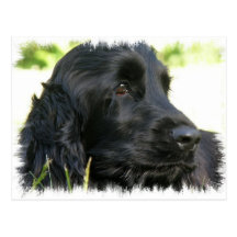 Black Cocker Spaniel Dog Postcard