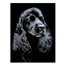 Black Cocker Spaniel Post Cards