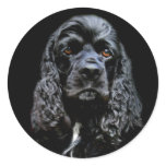 Black Cocker Spaniel Round Stickers