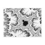 Black Coral Postcard