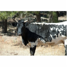 Black Cow photo sculpture