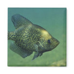 Black crappie magnets