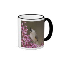 Black-crested Titmouse, Baeolophus Mug