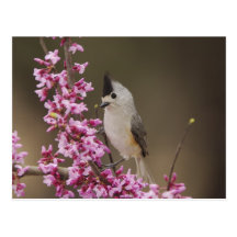 Black-crested Titmouse, Baeolophus Postcards