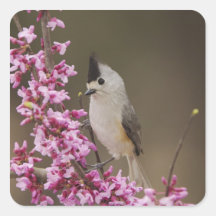 Black-crested Titmouse, Baeolophus Square Sticker