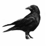 Black Crow photo sculpture photo sculptures