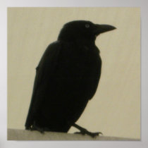 Black Crow Posters
