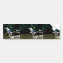 Black-crowned night heron bumper stickers