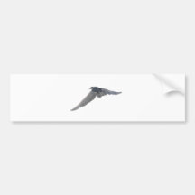 Black-Crowned Night-Heron Bumper Stickers