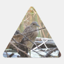 Black Crowned Night Heron Juvenile Sticker