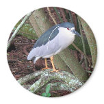 Black Crowned Night Heron Magnet