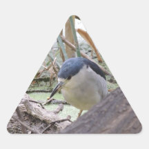 Black Crowned Night Heron Male Stickers