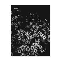Black Daisies Postcard