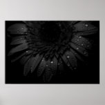 Black Daisy posters