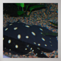 Black Devil Stingray Poster