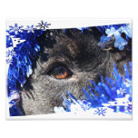 Black dog eye peering out of blue tinsel photo art