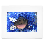 Black Dog Nose with Blue Tinsel Tongue Out photography