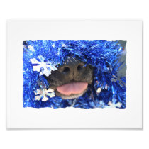 Black Dog Nose with Blue Tinsel Tongue Out Photo Art