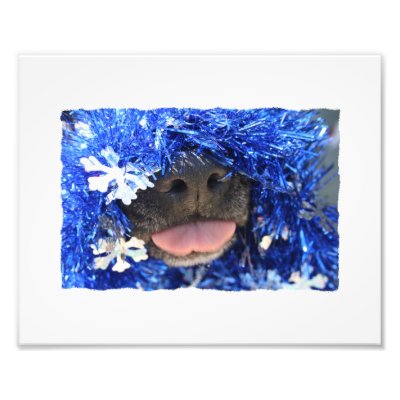 Black Dog Nose with Blue Tinsel Tongue Out Photo Art by ChristmasAnimals