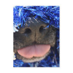 Black Dog Nose with Blue Tinsel Tongue Out Post Cards