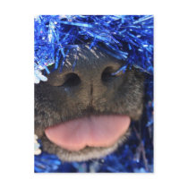 Black Dog Nose with Blue Tinsel Tongue Out Post Cards
