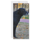 Black dog personalized rack card