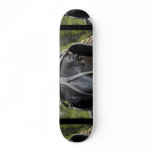Black Draught   Horse  Skateboard
